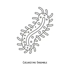 Image à colorier d'une bactérie