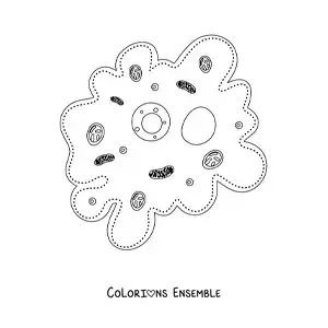 Image à colorier des différentes parties de la cellule