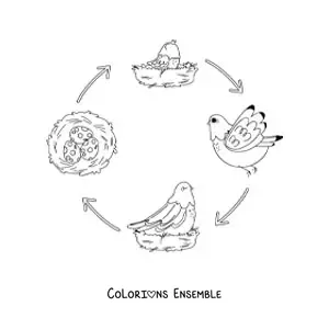Image à colorier du cycle de vie des oiseaux illustré par une colombe