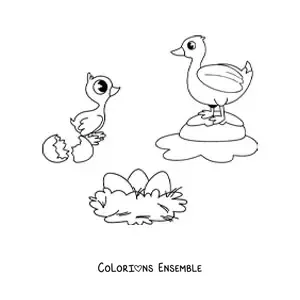 Image à colorier du cycle de vie des oiseaux illustré par un canard