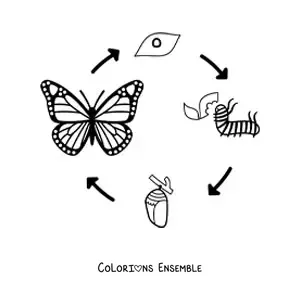 Image à colorier du cycle de vie d'un papillon