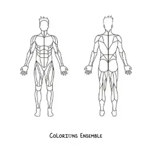 Image à colorier du système musculaire humain