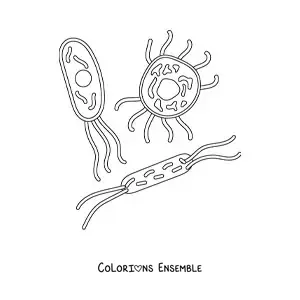 Image à colorier de plusieurs micro-organismes cellulaires