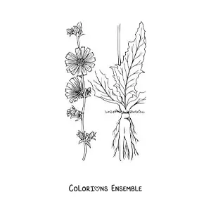 Image à colorier des différentes parties d'une plante