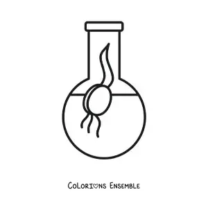 Image à colorier de la germination d'une graine