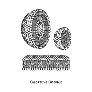 Image à colorier des structures d'un liposome et d'une micelle