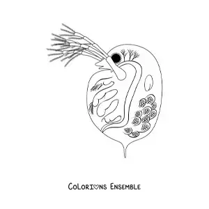 Image à colorier d'une daphnie