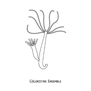 Image à colorier d'une hydre d'eau douce