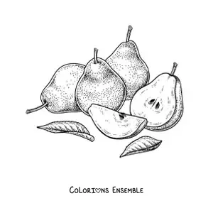 Coloriage de quatre poires coupées en tranches