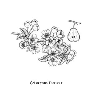 Coloriage de branches de poirier avec des fleurs et une poire