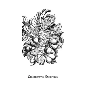 Coloriage des branches d'un poirier