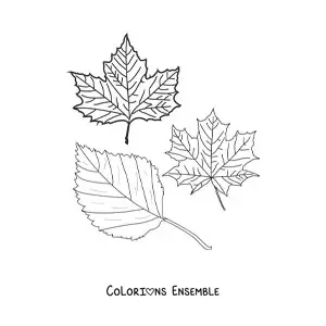Dessin à colorier de deux feuilles sèches d’automne.