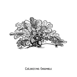 Image à colorier d'un plant de fraises des bois