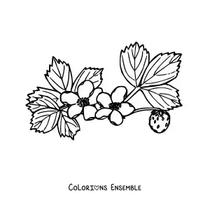 Image à colorier d'une branche d'un plant de fraises avec des fleurs