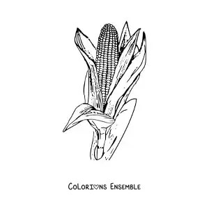 Image à colorier d’un épi de maïs réaliste avec ses feuilles