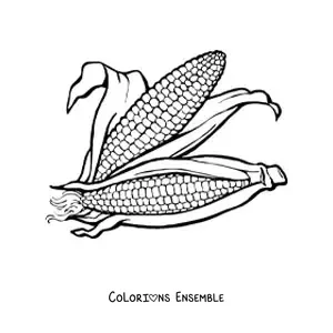 Image à colorier de deux épis de maïs réalistes