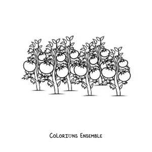 Image à colorier d’une plantation de plants de tomate