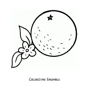 Image à colorier d'une orange à côté de sa fleur
