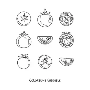 Image à colorier des différentes parties de la tomate