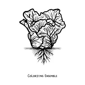 Image à colorier d’un plant de laitue réaliste
