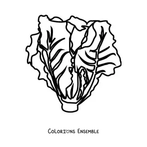 Image à colorier d’une laitue romaine