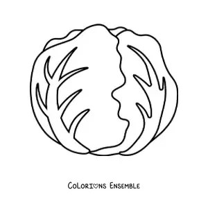 Image à colorier d’une laitue pommée