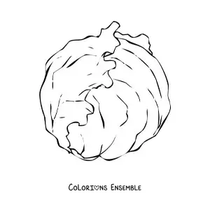 Image à colorier d’une laitue iceberg