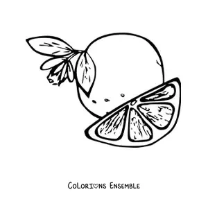 Image à colorier d'un quartier d'orange à côté d'une orange avec sa fleur