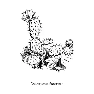 Image à colorier d’un cactus réaliste