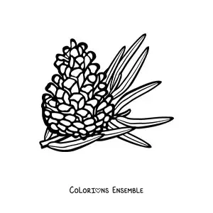 Image à colorier d’un pignon avec une aiguille de pin