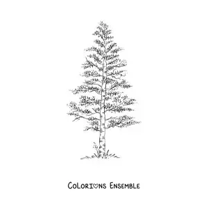Image à colorier d’un pin réaliste