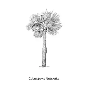 Image à colorier d’un palmier à chapeau
