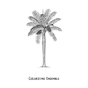 Image à colorier d’un palmier épineux