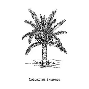 Image à colorier d’un palmier sagou
