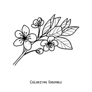 Image à colorier d’une fleur de cerisier