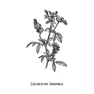 Image à colorier d’un buisson de luzerne réaliste