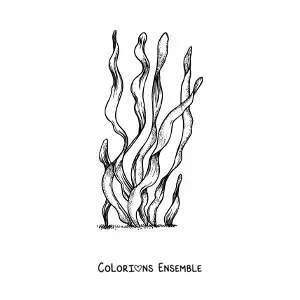 Image à colorier d’une algue marine réaliste