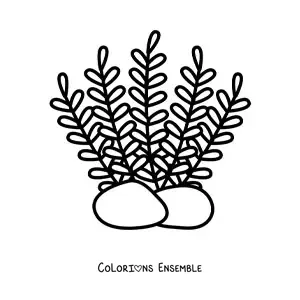 Image à colorier de plusieurs algues marines
