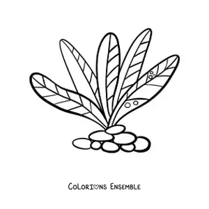 Image à colorier d’algues pluricellulaires