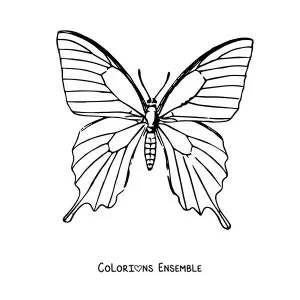 Image à colorier d'un papillon réaliste