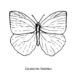 Image à colorier d'un papillon aux ailes ouvertes