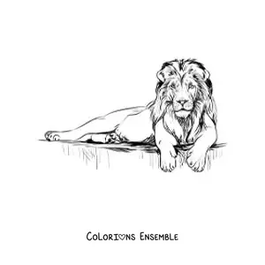 Image à colorier d'un lion réaliste allongé, la tête dressée