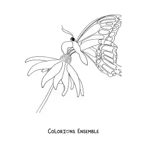 Image à colorier d'un papillon posé sur une fleur