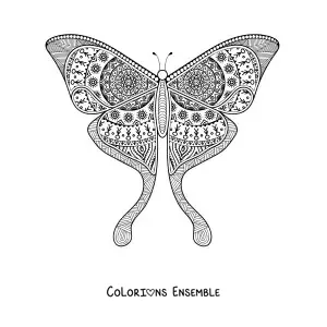 Image à colorier d'un mandala en forme de papillon