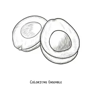 Image à colorier d’un avocat dessiné dans un style réaliste