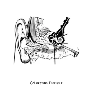 Image à colorier des différentes parties de l’oreille humaine