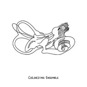 Image à colorier de la structure de l’oreille interne