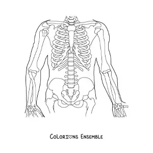 Image à colorier des os qui composent le tronc humain