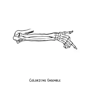 Image à colorier des os du bras humain