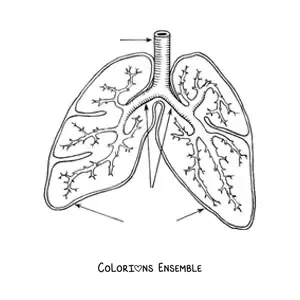Image à colorier des poumons et des bronches avec des flèches qui indiquent leurs parties
